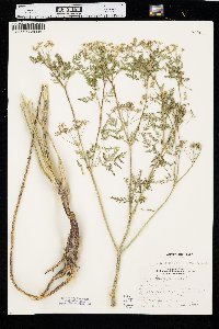 Conium maculatum image