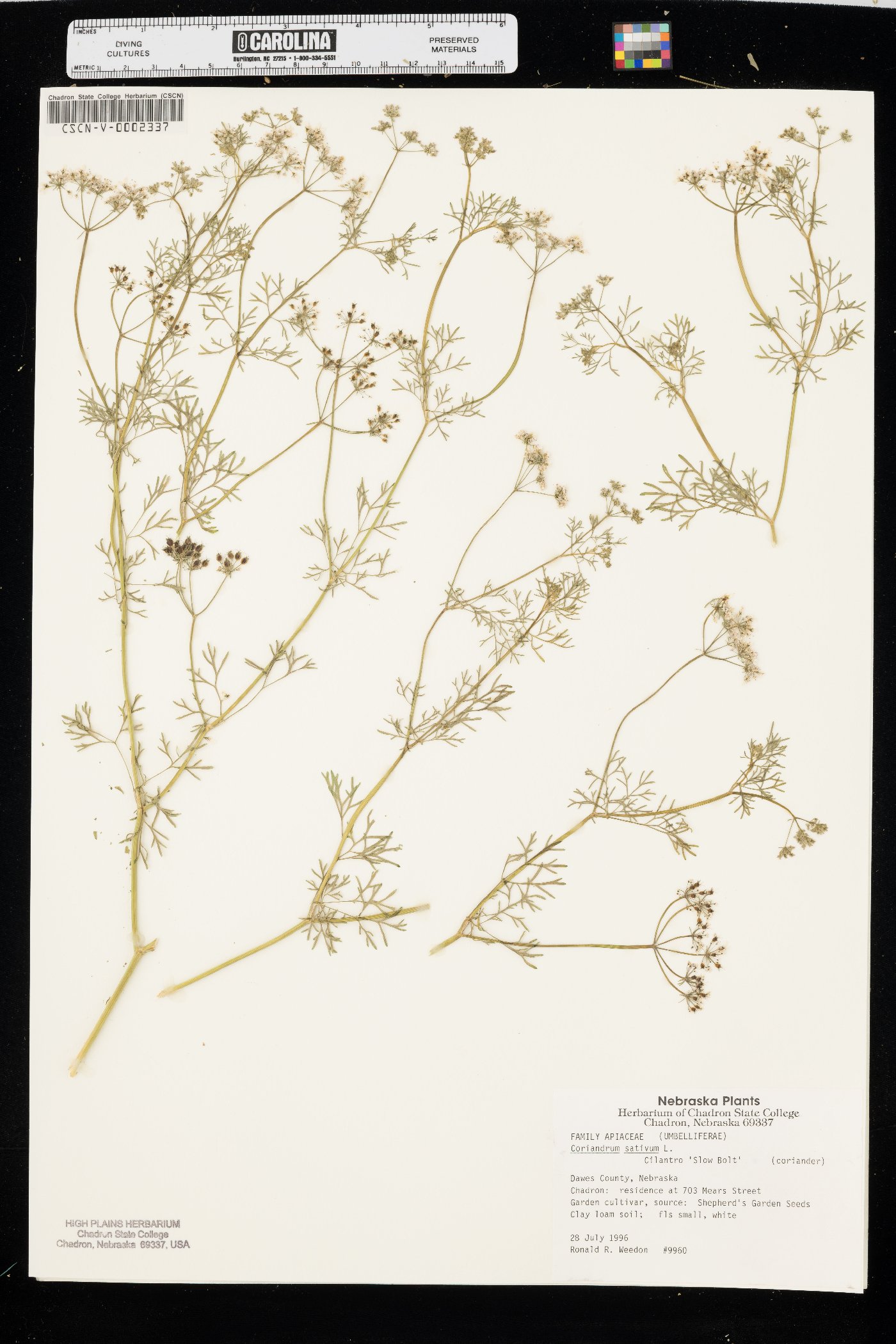 Coriandrum sativum image