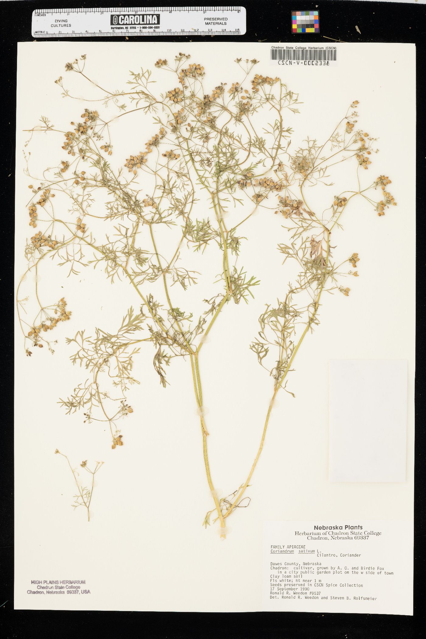 Coriandrum sativum image