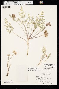 Cymopterus glomeratus var. glomeratus image