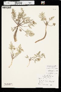 Cymopterus glomeratus var. glomeratus image