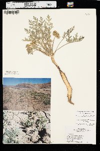 Cymopterus glomeratus image