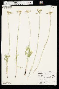 Pseudocymopterus montanus image