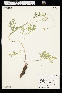 Pseudocymopterus montanus image