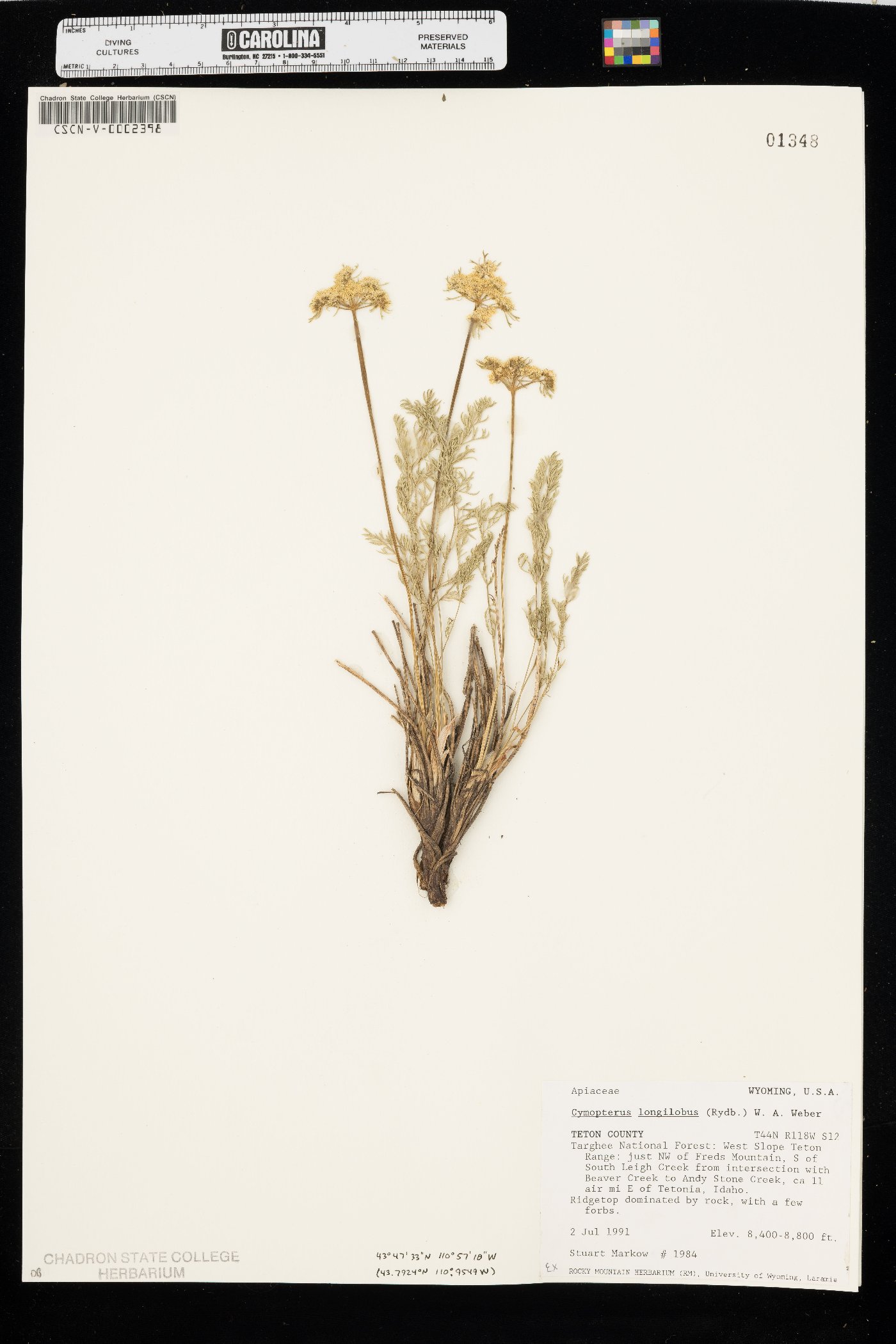 Pteryxia hendersonii image
