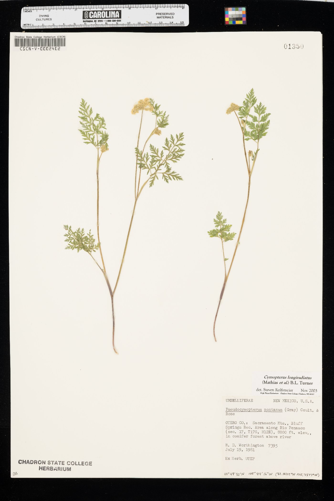 Cymopterus longiradiatus image