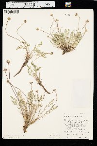 Cymopterus nivalis image