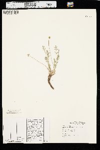 Cymopterus williamsii image