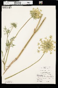 Daucus carota var. sativus image