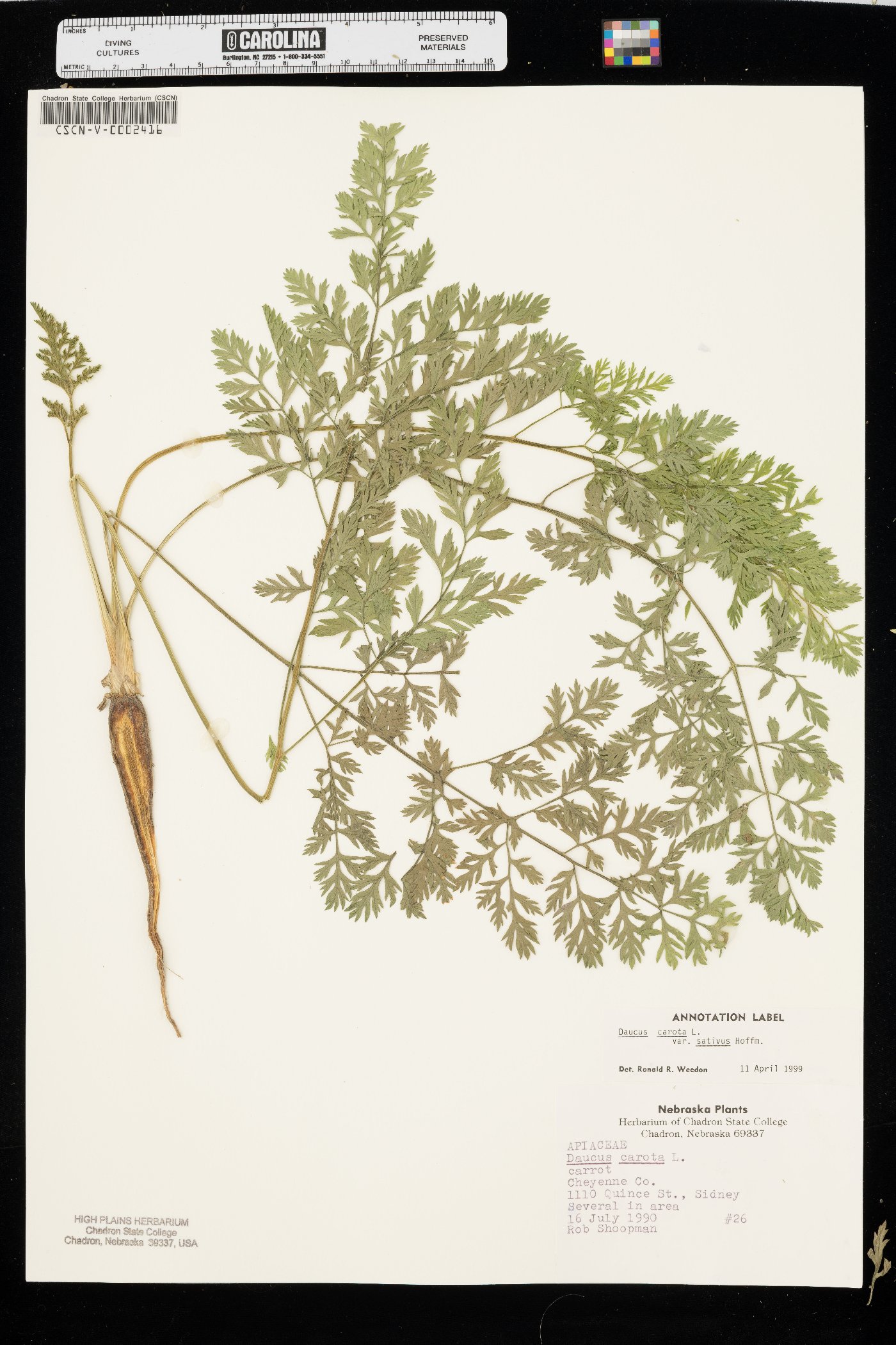 Daucus carota var. sativus image