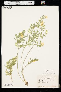 Daucus carota var. sativus image