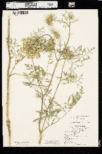 Daucus carota var. sativus image