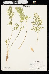 Daucus carota var. sativus image