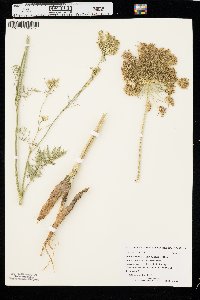 Daucus carota var. sativus image