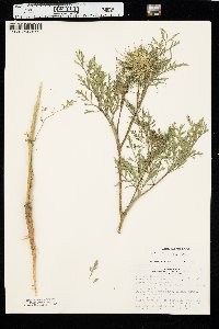 Daucus carota var. sativus image