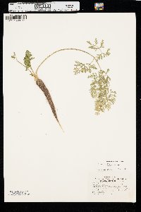 Daucus carota var. sativus image