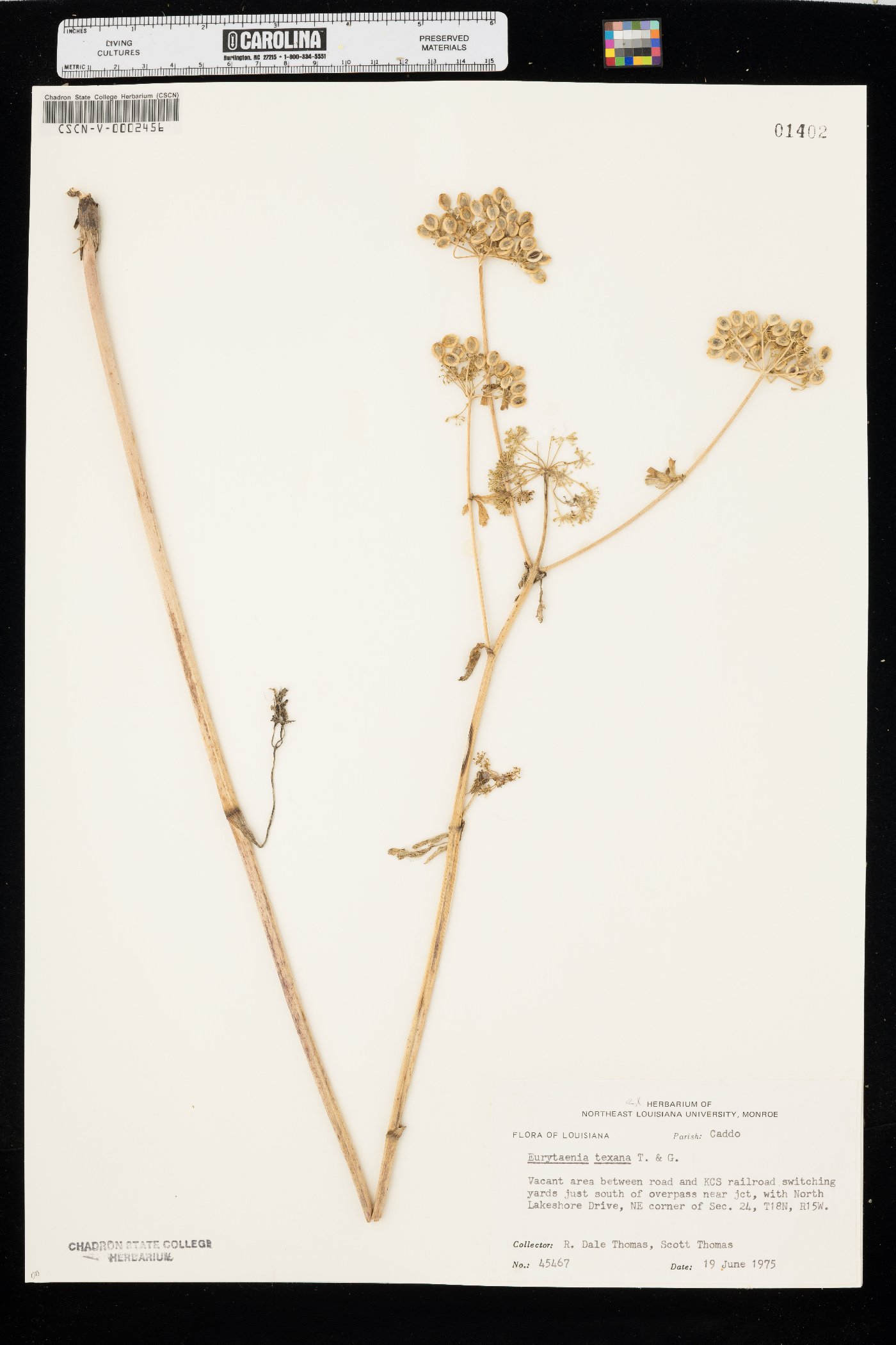 Eurytaenia texana image