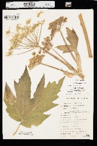 Heracleum maximum image