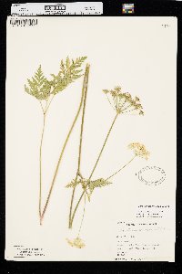 Ligusticum canbyi image