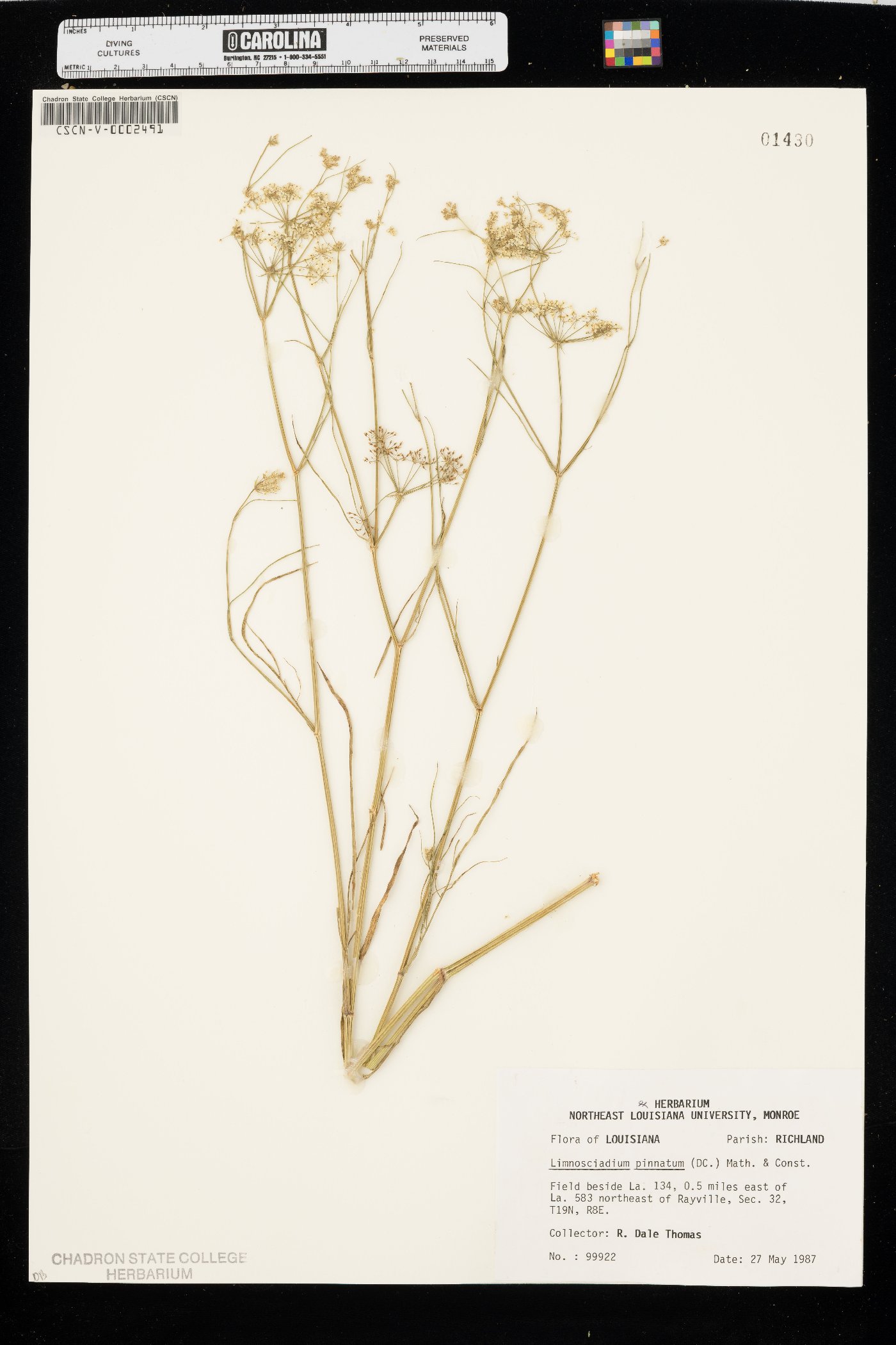 Limnosciadium pinnatum image