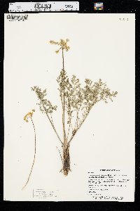 Lomatium foeniculaceum image