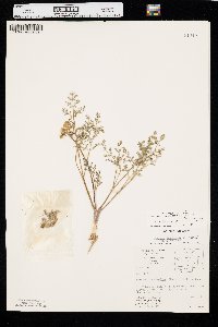 Lomatium foeniculaceum var. daucifolium image