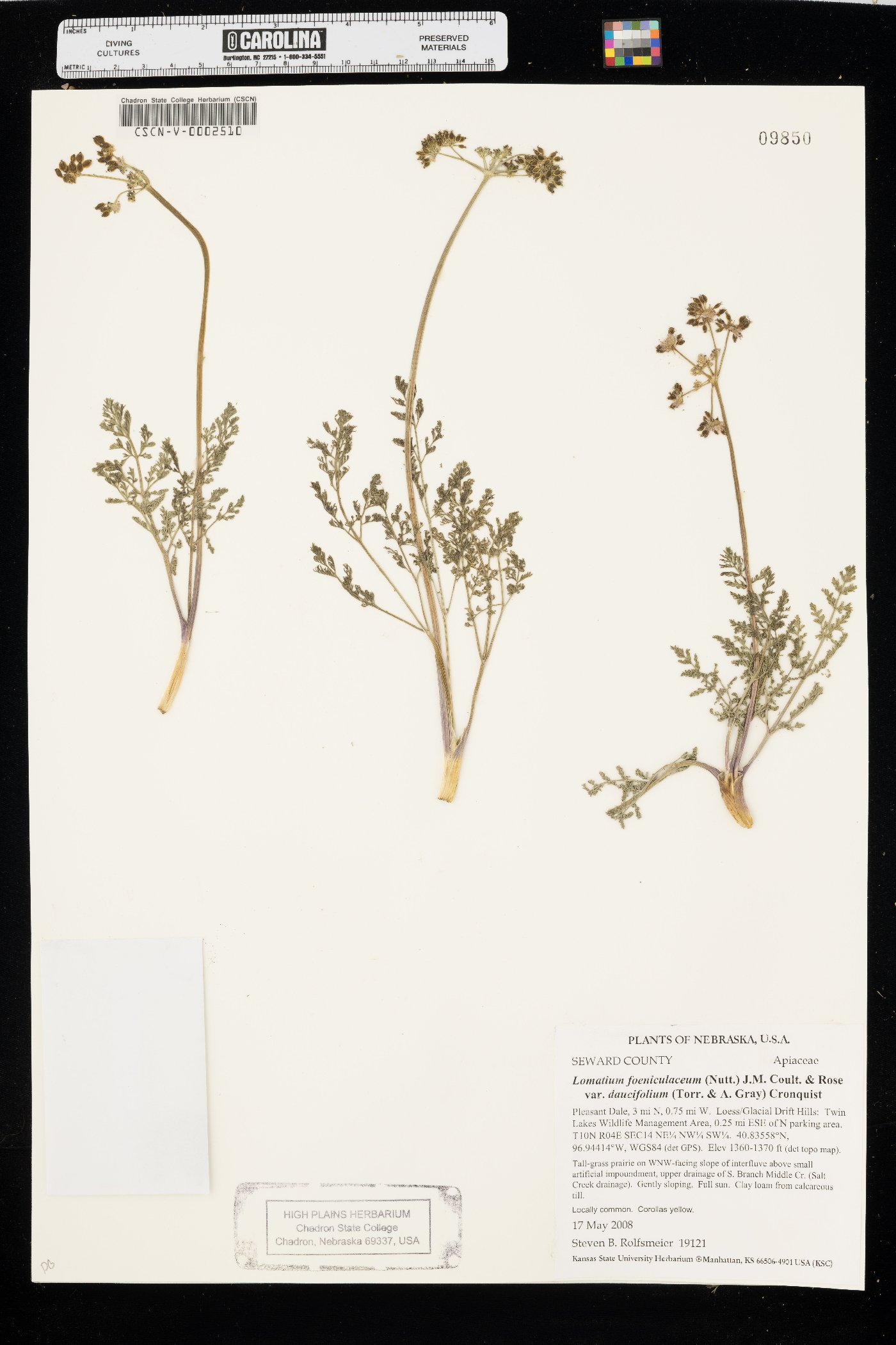 Lomatium foeniculaceum var. daucifolium image
