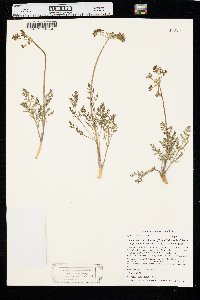 Lomatium foeniculaceum var. daucifolium image