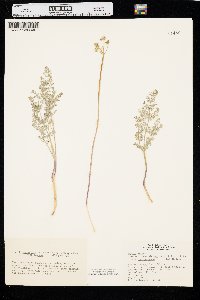 Lomatium foeniculaceum image