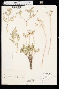 Lomatium foeniculaceum image