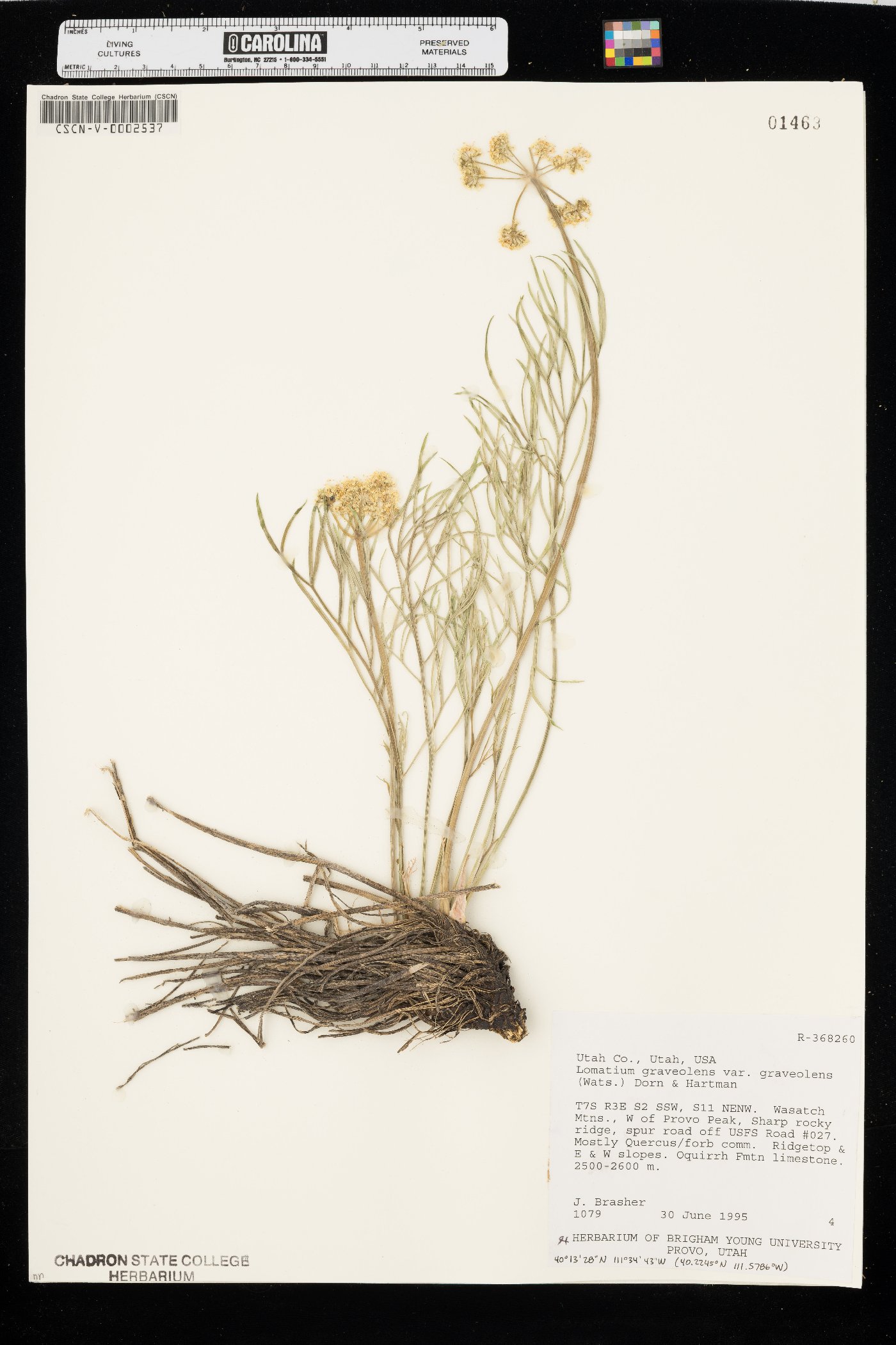 Lomatium graveolens image