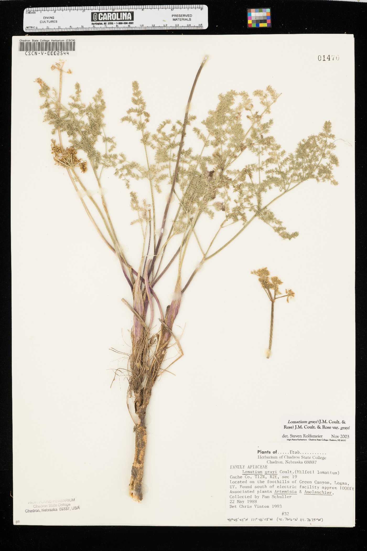 Lomatium grayi var. grayi image