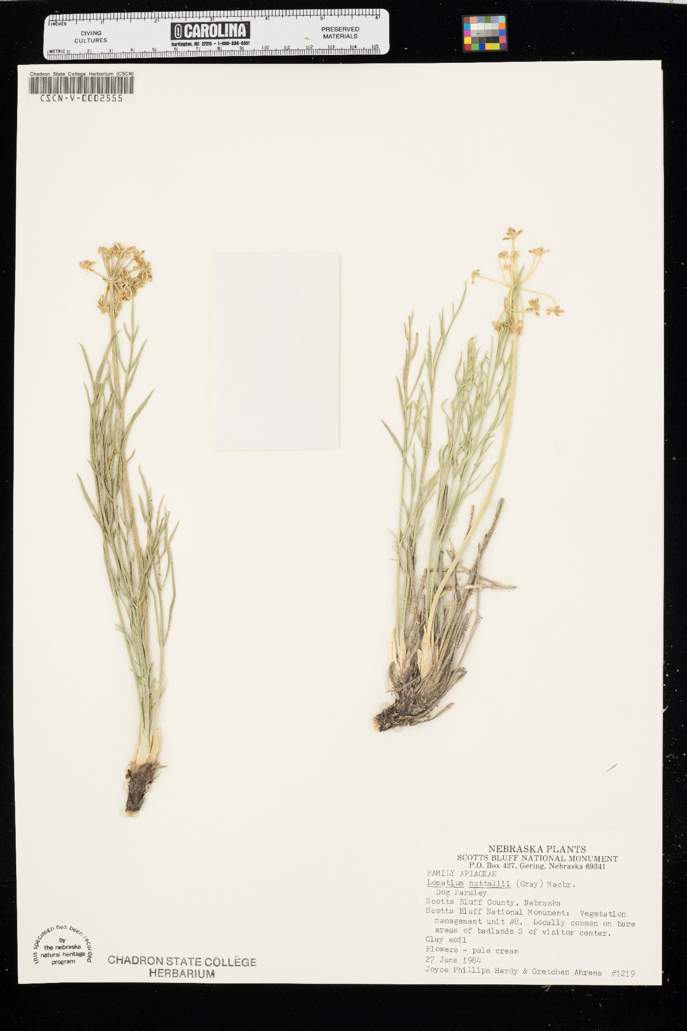 Lomatium nuttallii image