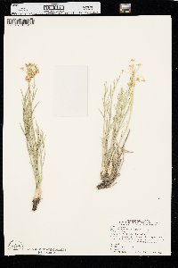 Lomatium nuttallii image