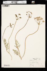 Lomatium orientale image