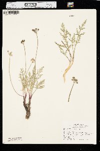 Lomatium orientale image