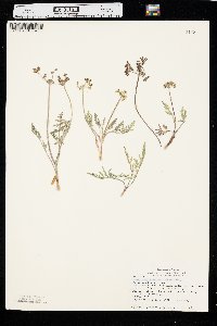 Lomatium orientale image