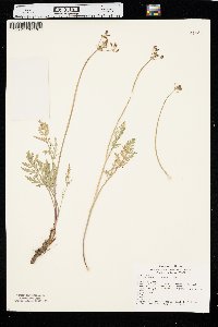 Lomatium orientale image