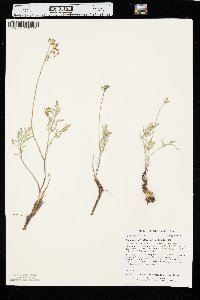 Lomatium orientale image