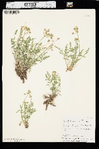 Lomatium scabrum image