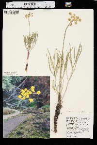 Lomatium triternatum image