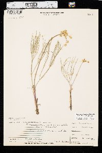 Lomatium triternatum image