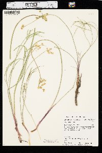 Lomatium triternatum image