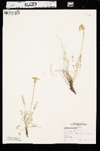 Musineon tenuifolium image