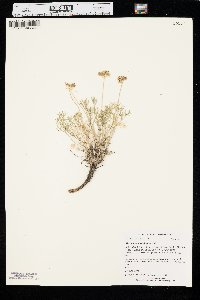 Musineon tenuifolium image