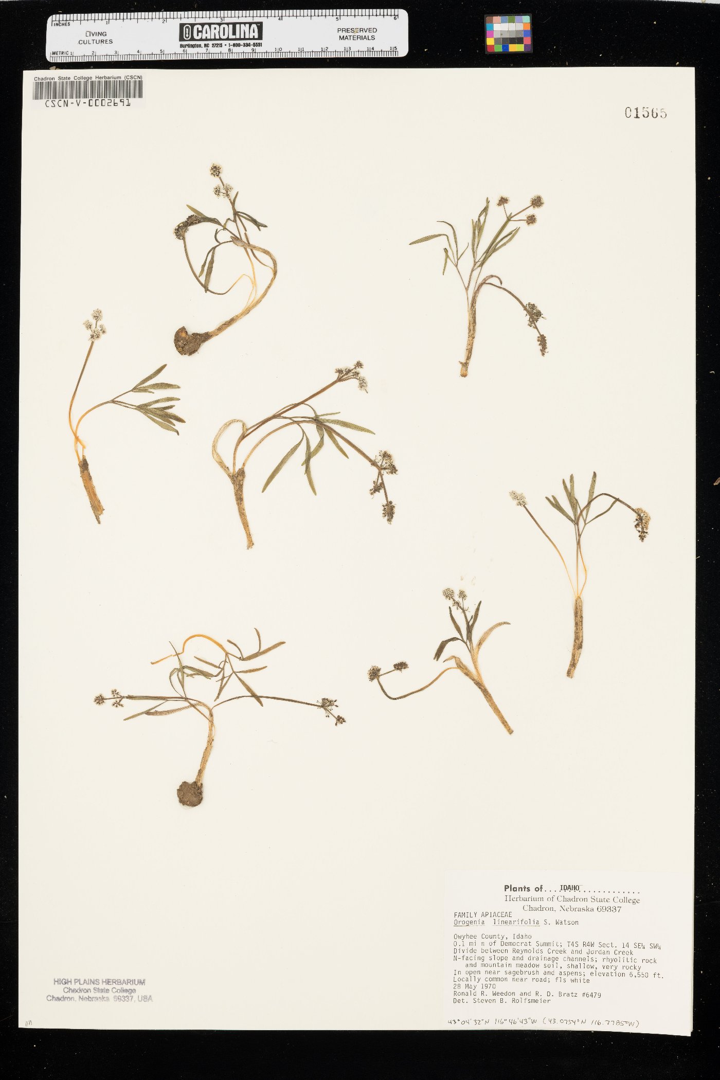 Lomatium linearifolium image