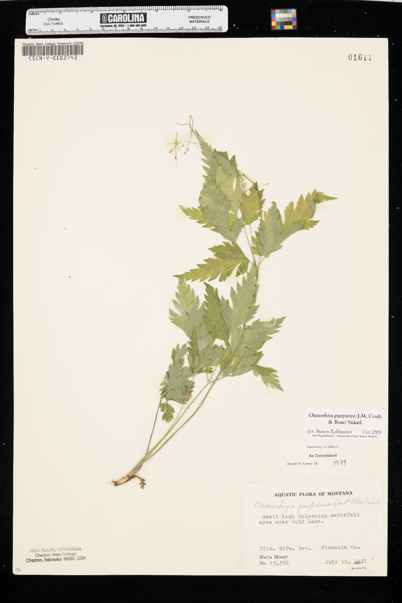 Osmorhiza purpurea image
