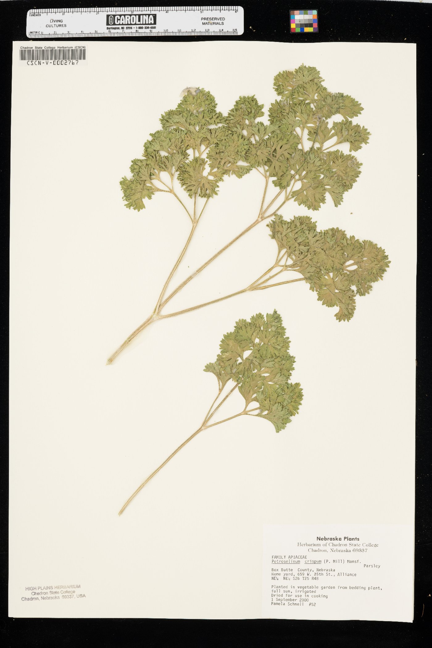 Petroselinum crispum image