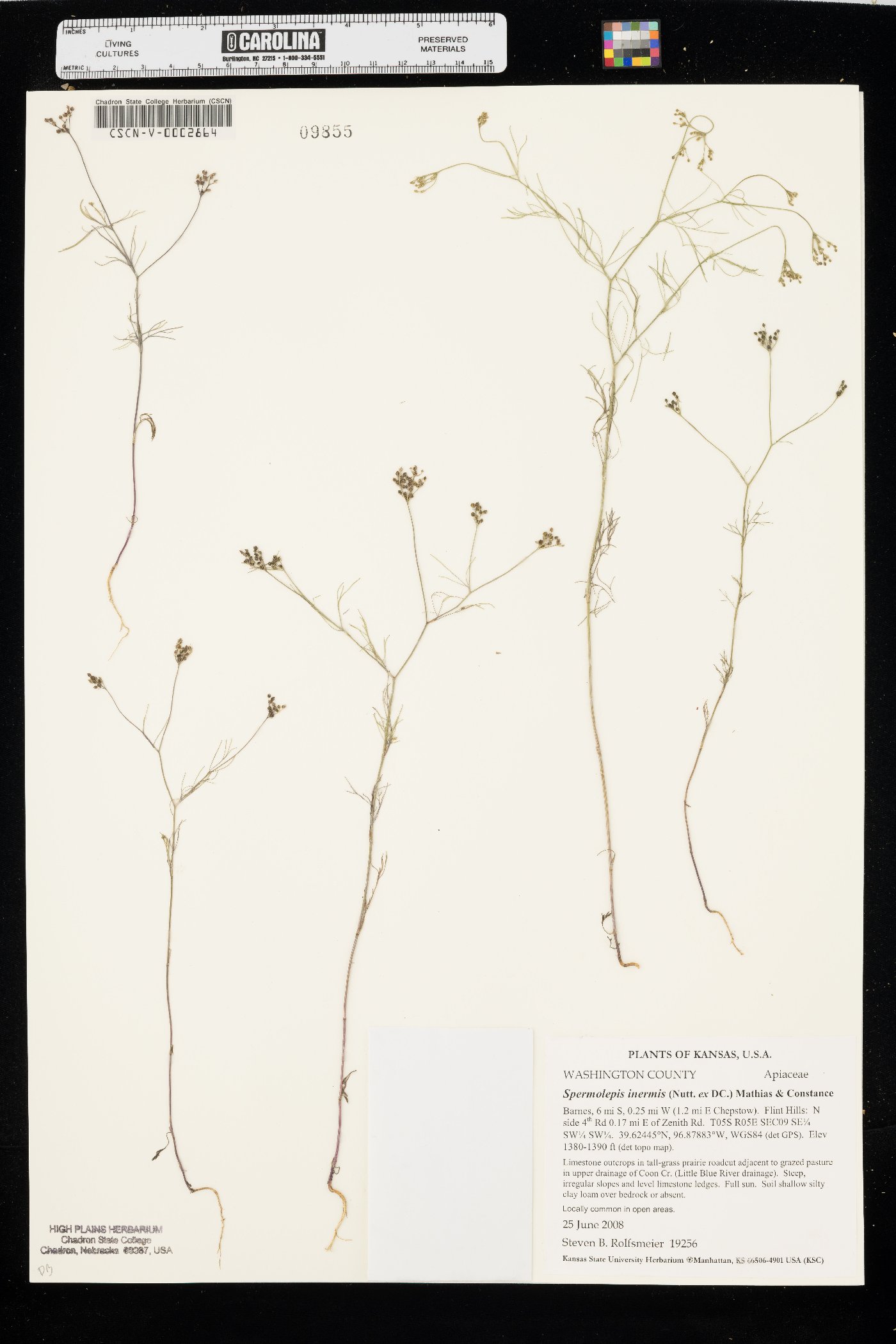 Spermolepis inermis image