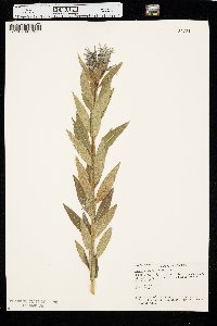 Amsonia illustris image